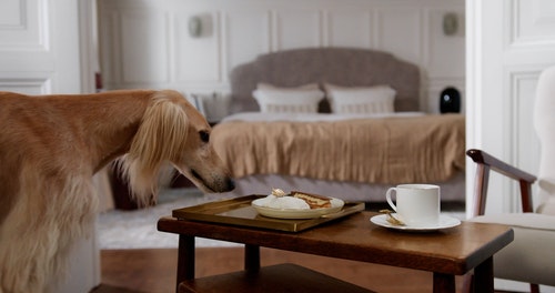 有关咖啡,在家,宠物的免费素材视频