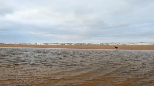 有关动物,景观,步行的免费素材视频