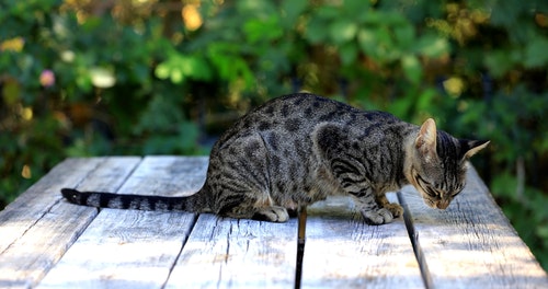 有关动物,吃,哺乳动物的免费素材视频