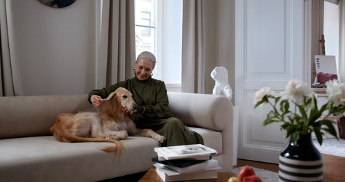 有关伴侣,坐,宠物的免费素材视频