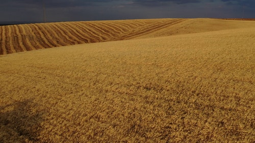 有关农村的场景,小麦,广大的免费素材视频