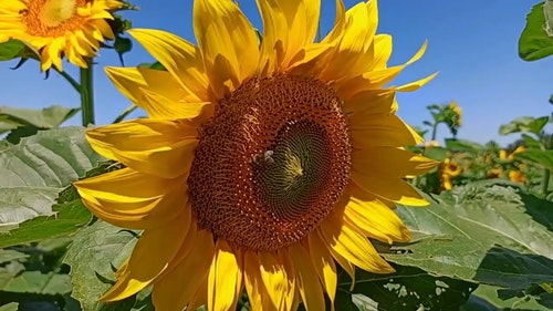 有关向日葵,昆虫,特写的免费素材视频