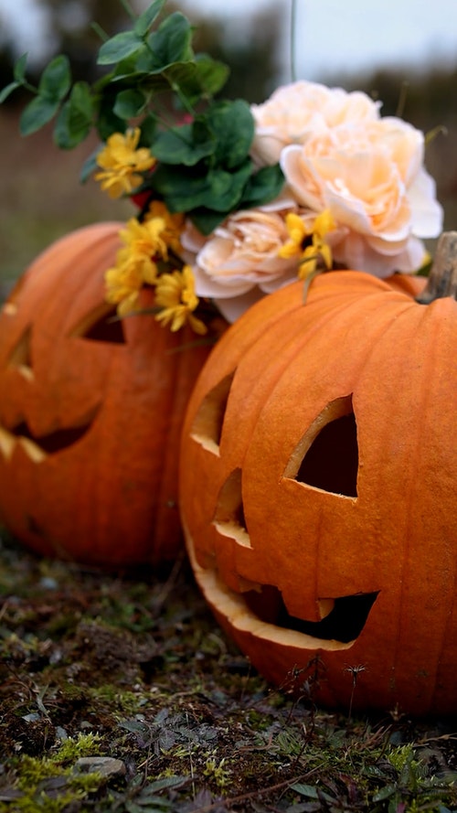 有关南瓜,垂直拍摄,花的免费素材视频