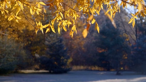 有关分支机构,天性,季节的免费素材视频
