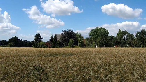 有关农村的场景,小麦,工厂的免费素材视频