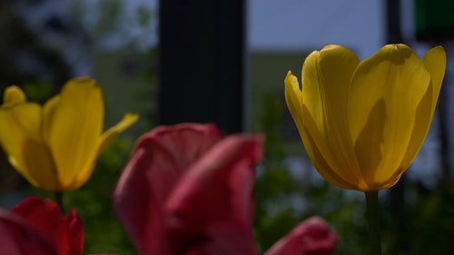 有关工厂,植物,特写的免费素材视频