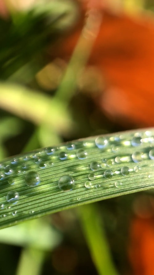 有关垂直拍摄,天性,性质的免费素材视频