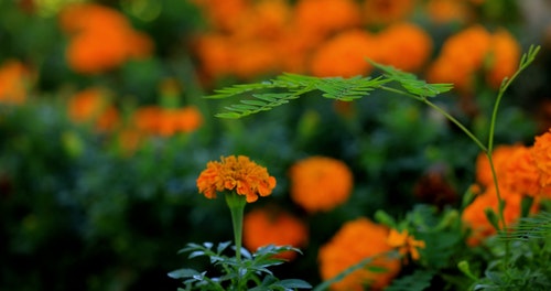 有关多风,植物群,模糊的背景的免费素材视频