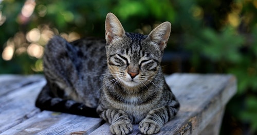 有关pae,动物,可爱的免费素材视频