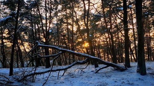 有关倒下的树,冬季,天性的免费素材视频