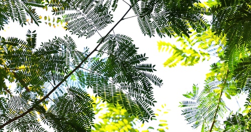 有关低角度拍摄,分支机构,多风的免费素材视频