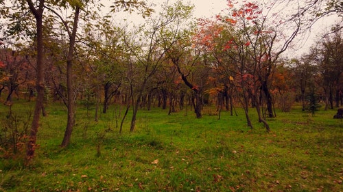有关下落,天性,性质的免费素材视频