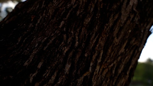 有关吠,天性,弹簧的免费素材视频