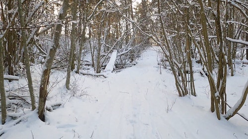 有关光秃秃的树木,冬季,天性的免费素材视频