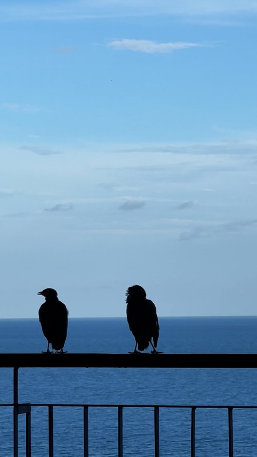 有关动物,垂直视频,天性的免费素材视频