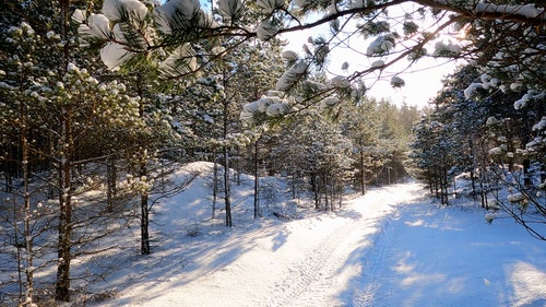有关冬季,景观,松树的免费素材视频