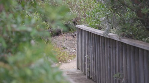 有关人行道, 公園, 冒險的免费素材视频