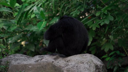 有关動物, 可愛, 哺乳動物的免费素材视频