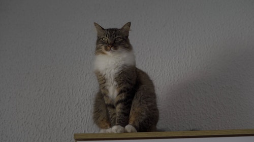 有关可爱,可爱的,家畜的免费素材视频