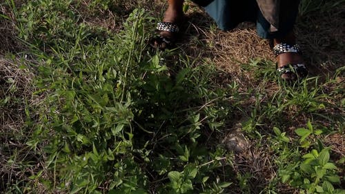 有关人,切割,园丁的免费素材视频