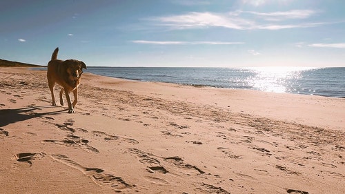有关动物,太阳,宠物的免费素材视频