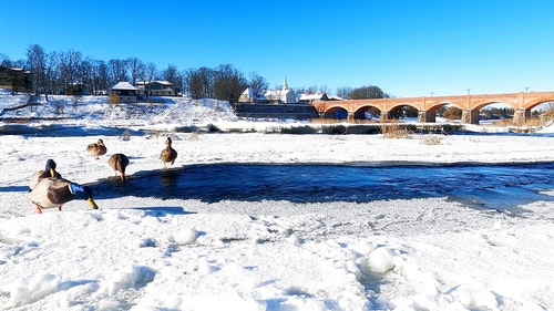 有关冬季,冻结的,动物的免费素材视频