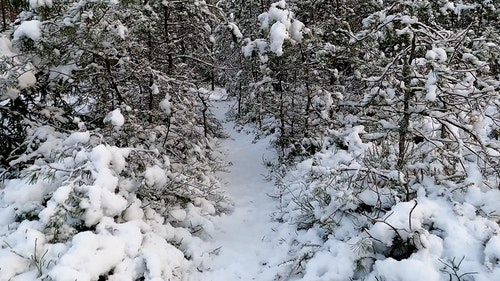 有关冬季,天性,性质的免费素材视频
