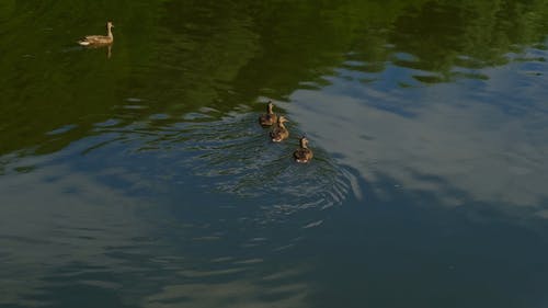 有关天性,性质,水反射的免费素材视频