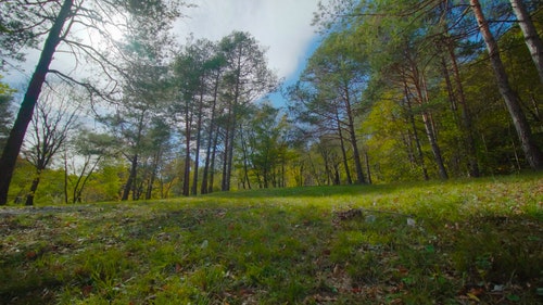 有关天空,晴天,森林的免费素材视频