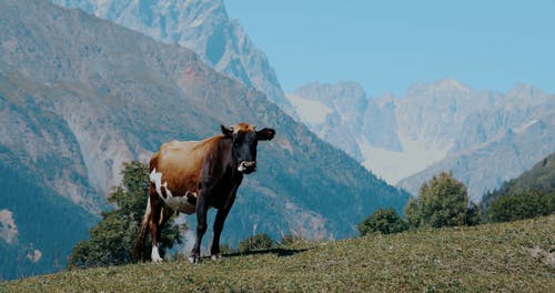 有关动物,家畜,山的免费素材视频