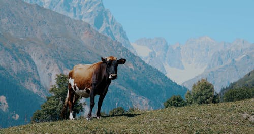 有关动物,家畜,山的免费素材视频