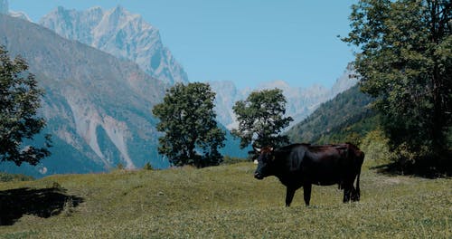 有关动物,天性,山的免费素材视频