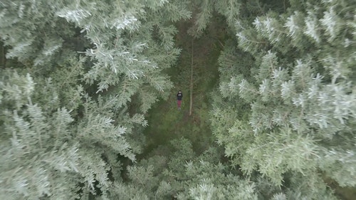 有关人,森林,树木的免费素材视频