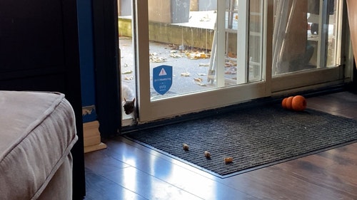 有关动物,地板,坚果的免费素材视频