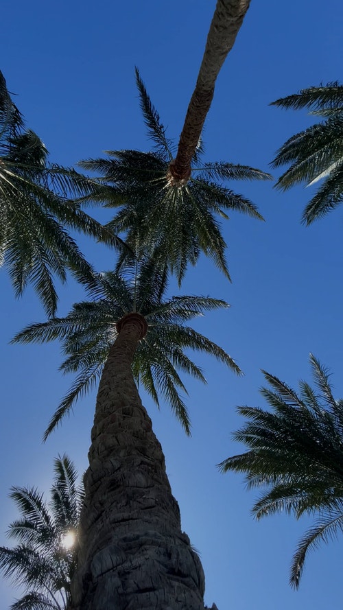 有关低角度视图,垂直拍摄,天空的免费素材视频