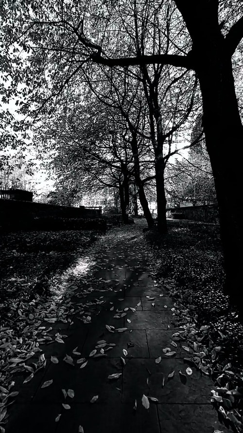 有关公园,垂直拍摄,树木的免费素材视频