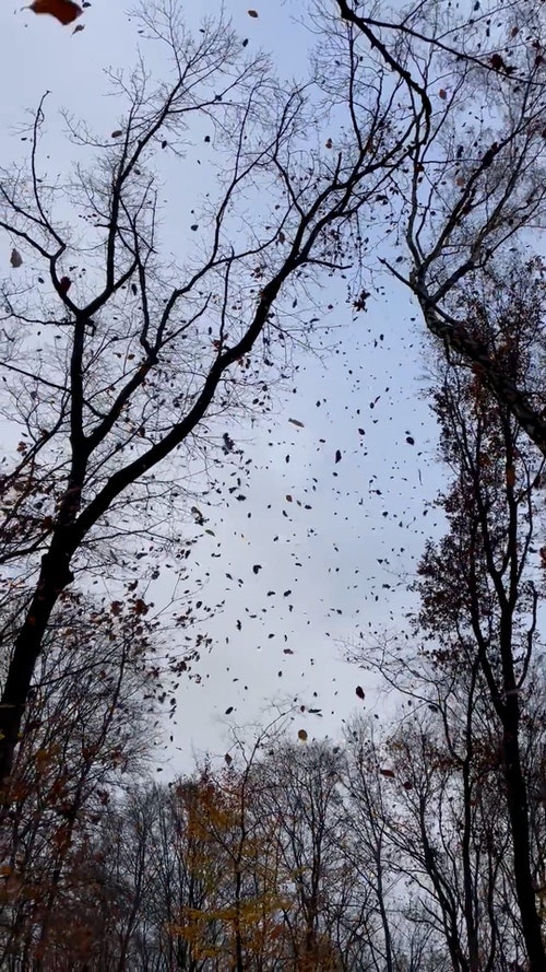 有关垂直拍摄,天性,季节的免费素材视频