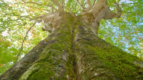 有关树干,特写,纹理的免费素材视频