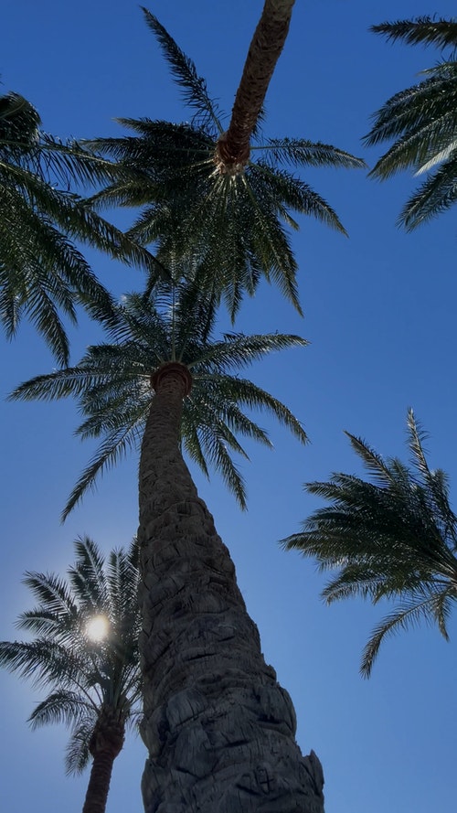 有关低角度视图,垂直拍摄,晴朗的天空的免费素材视频