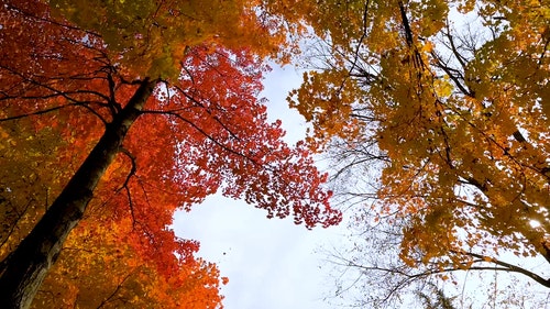 有关低角度视图,分支机构,天性的免费素材视频