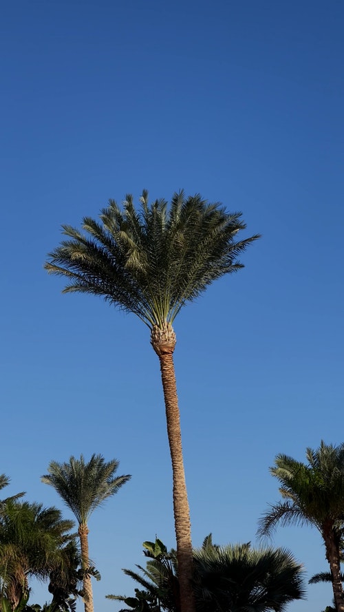 有关垂直拍摄,晴朗的天空,棕榈树的免费素材视频