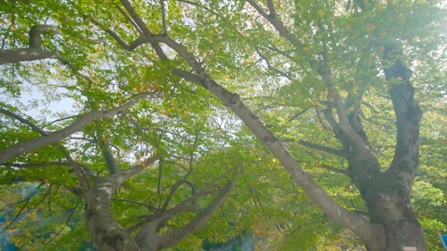 有关树,树枝,树叶的免费素材视频