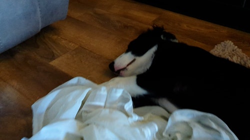 有关家畜,宠物,木地板的免费素材视频