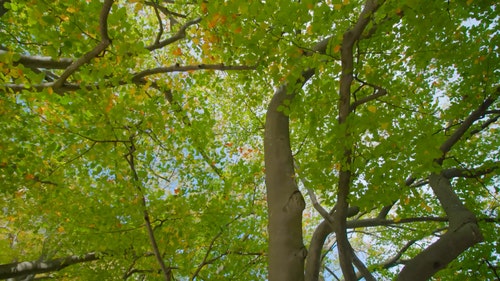 有关分支机构,天性,性质的免费素材视频