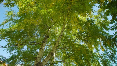 有关树,树枝,树叶的免费素材视频