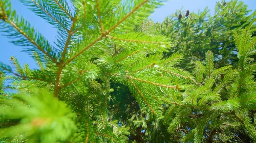有关多风,天性,性质的免费素材视频