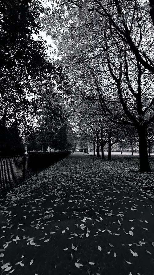 有关公园,单色,垂直拍摄的免费素材视频