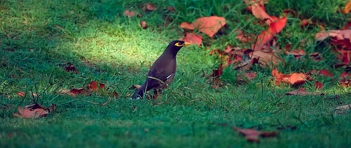有关动物,天性,性质的免费素材视频