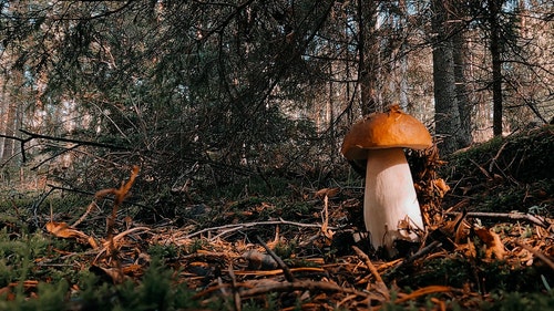 有关天性,性质,户外的免费素材视频