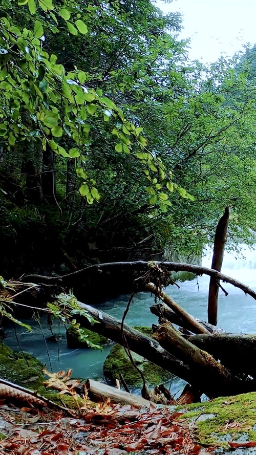 有关分支机构,垂直视频,天性的免费素材视频